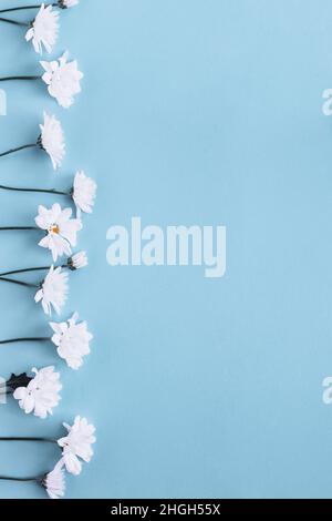 Overhead top view of a row of white chamomile daisy flowers on pastel blue color paper background. Stock Photo