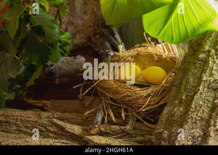 Bird's nest with eggs on the background of the bark and green leaves. Stock Photo