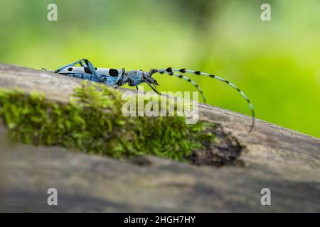 Close up image of the Alpine Longicorn, a blue beetle with black spots, sitting in the shadow of leaves on a tree trunk covered with moss.Green.