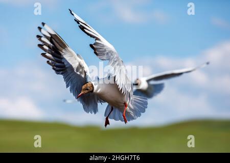 Two black-headed bird is flying.The graceful posture of the bird in mid air. Stock Photo