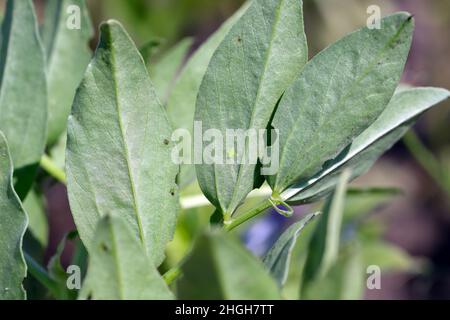 The larva of the little leafhopper - Empoasca on the leaves of broad beans. These are crop pests that suck plant sap. Stock Photo