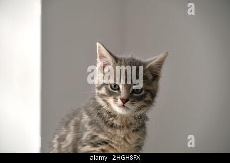 A beautiful, cute, fluffy, light grey, gray, tabby kitten, domestic cat, Felis catus Stock Photo