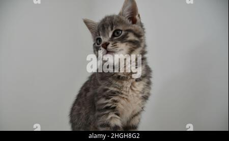 A beautiful, cute, fluffy, light grey, gray, tabby kitten, domestic cat, Felis catus Stock Photo