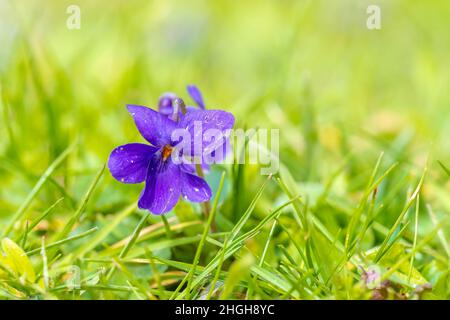 Closeup of Viola odorata sweet violet flowers blooming in springtime season. Stock Photo
