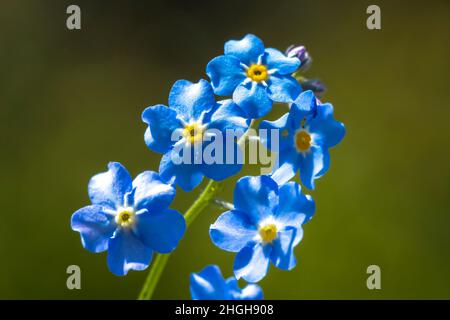 Closeup of Veronica chamaedrys, the germander speedwell, bird's-eye speedwell, or cat's eyes, blue flowers blooming. Stock Photo