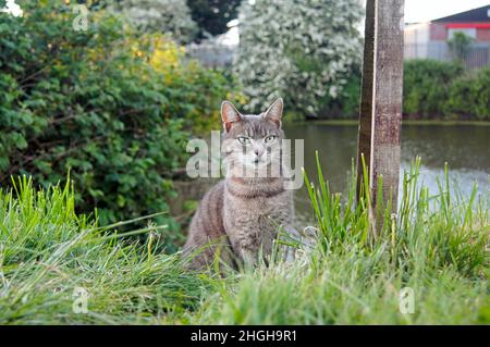 Shorthaired tabby cat with green eyes sitting in the long grass with defocused natural background Stock Photo