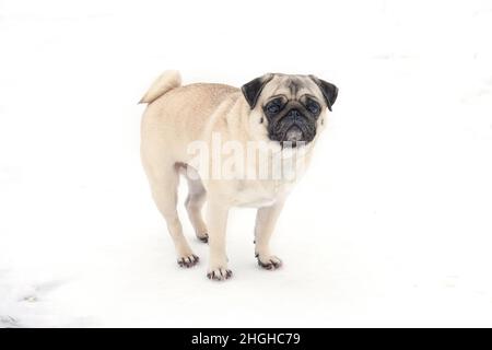 Funny pug dog looking surprised in snowy weather. Little pug puppy walks outdoors on a winter day. Stock Photo