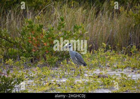 Yellow-Crowned Night Heron in Robinson Preserve in Bradenton, FL with wings closed Stock Photo