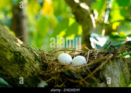 Eggs of spotted dove in the nest on the branches of coffee plant, commonly seen in Indian subcontinent Stock Photo