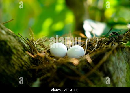 Eggs of spotted dove in the nest on the branches of coffee plant, commonly seen in Indian subcontinent Stock Photo