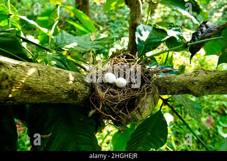 Eggs of spotted dove in the nest on the branches of coffee plant, commonly seen in Indian subcontinent Stock Photo