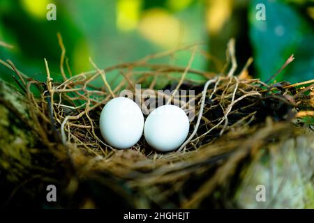 Eggs of spotted dove in the nest on the branches of coffee plant, commonly seen in Indian subcontinent Stock Photo