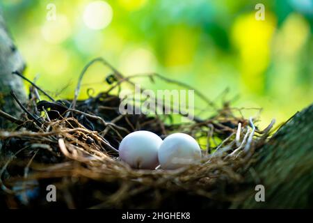 Eggs of spotted dove in the nest on the branches of coffee plant, commonly seen in Indian subcontinent Stock Photo