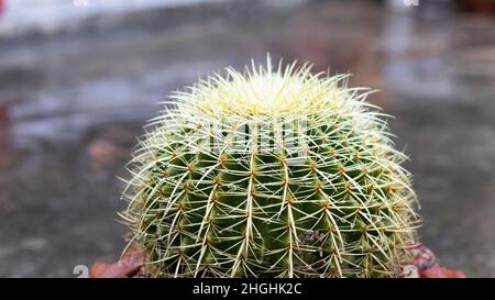 mother-in-law's cushion cactus Stock Photo