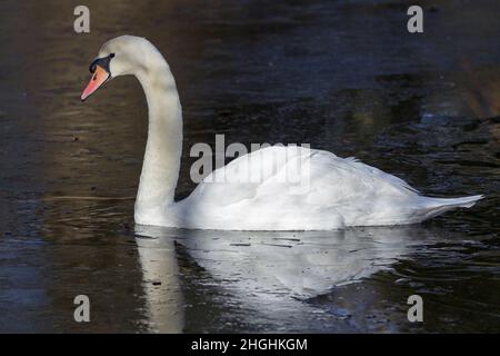 Mute swan (Sygnus olor) breaking through ice on lake large white wildfowl wetland bird. Orange bill black tip and base with knob long neck Stock Photo