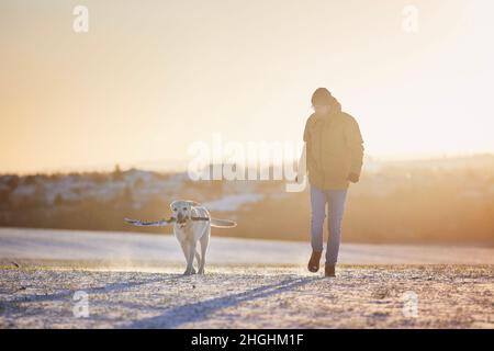 Man with dog during winter morning. Pet owner walking with labrador retriever snowy field at frosty sunrise. Stock Photo