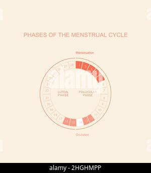 Menstrual cycle chart. The four main phases. Female average cycle days ...