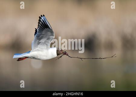 Black-headed Gull; Spring is advancing and it's time to start preparing nest. Stock Photo