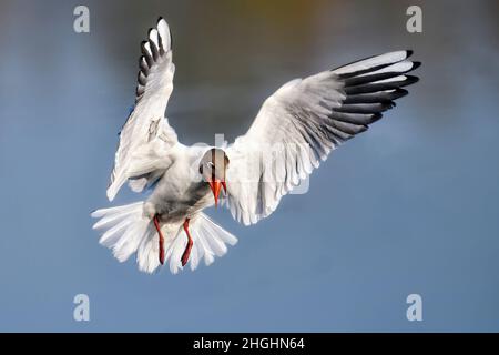 Slightly angry Black-headed Gull in flight Stock Photo