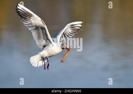 Black-headed Gull; Spring is advancing and it's time to start preparing nest. Stock Photo
