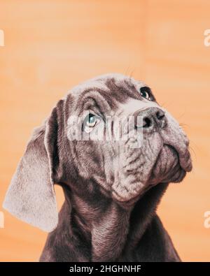 portrait of cute Neapolitan Mastiff puppy Stock Photo
