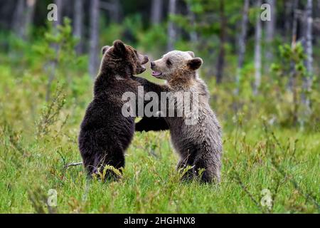 Brown bear cubs have always time to play. Stock Photo