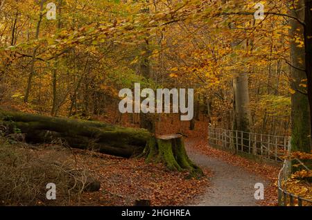 Autumn colours in Linn Park, Glasgow Stock Photo