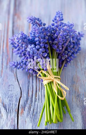 Blue muscari flowers (Grape hyacinth) on wooden background Stock Photo