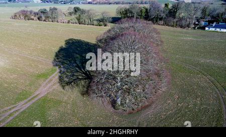 A Seasonal, Winter aerial view of a Tree and its shadow, in a field on Coldblow Farm, Ripple, Kent Stock Photo