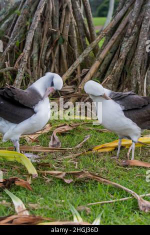 A couple of Moli, or Laysan albatrosses (P. immutabilis) (endangered species) displaying courtship behavior on the Princeville Makai Golf Club on the Stock Photo
