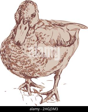 Vector illustration of wild duck. Hand drawn isolated duck. Stock Vector