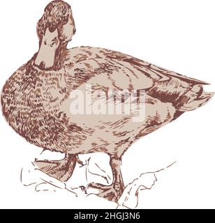 Vector illustration of duck. Hand drawn wild duck. Stock Vector