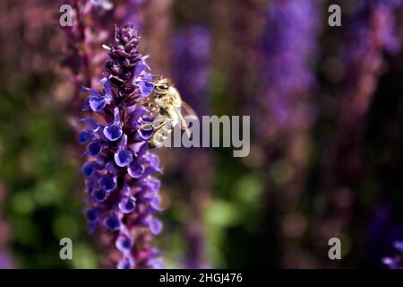 Blooming sage. Pollination of purple flowers of oakwood sage. The honey bee pollinates bright purple flowers. Floral background for design. Stock Photo