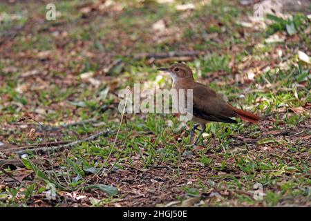 The orange thrush (Turdus rufiventris) walking in the grass near the trees. It represents the Brazilian ornithological fauna, being considered the sym Stock Photo