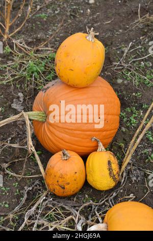 close up of bright orange pumpkins outside in a field in autumn season Stock Photo