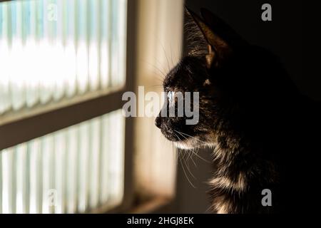 Goiânia, Goias, Brazil – January 21, 2022: A carey cat, sitting in front of a window and looking out. Stock Photo