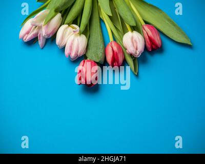 Tulips over blue background Stock Photo