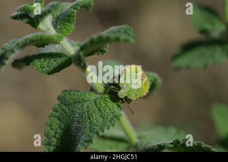 Palomena Prasina bug insect living on spring plant ecosystem,animal wildlife Stock Photo