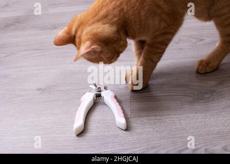 Ginger kitten gnaws scissors for cutting claws close up Stock Photo