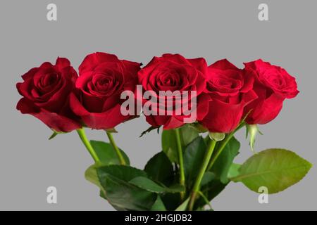 Bouquet of Red Roses in a Vase Isolated on a Gray Background. High quality studio photo Stock Photo