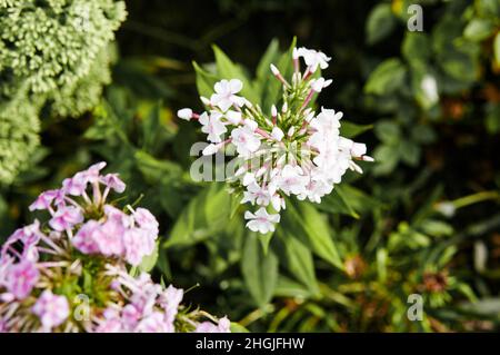 White flowers phlox paniculata. Flowering bush of beautiful phlox in the garden in summer light. Family name Polemoniaceae, Scientific name Phlox. Blu Stock Photo