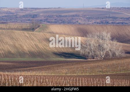 Vineyards Velke Pavlovice in the end of the winter Stock Photo