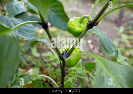 Green peppers grows in the garden. Growing fresh vegetables at farm Stock Photo