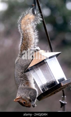 A Squirrel dangles upside down on a bird feeder Stock Photo