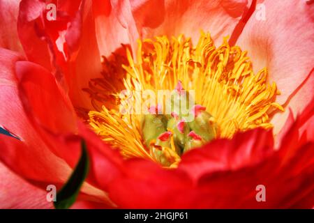 Close-up of a peony in bloom. Stock Photo