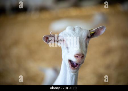goats in barn on a goat farm Stock Photo