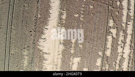 Wheat Field Destroyed by Wild Boars Stock Photo