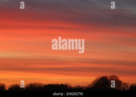 View of sihouettes of tree tops seen against red, pink and orange sunset colored sky on a January evening for an abstract patterned background. Stock Photo