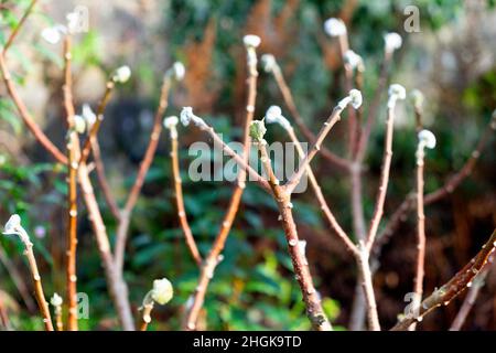 Buds forming in January on fragrant winter flowering deciduous perennial shrub Edgeworthia chrysantha Grandiflora UK Wales UK   KATHY DEWITT Stock Photo