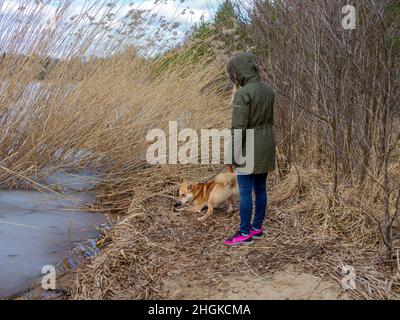 Beautiful ginger dog, close-up portrait of red male walking in a forest. Winter time. . Copy space Stock Photo